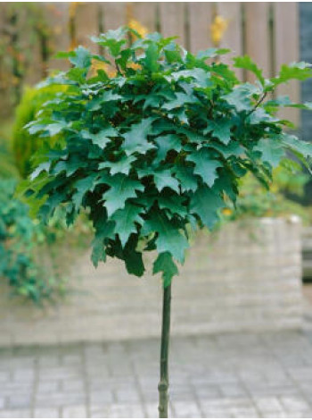 Купити або замовити Дуб