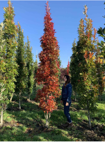 Купити або замовити Дуб