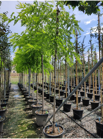 Купити або замовити Робінія