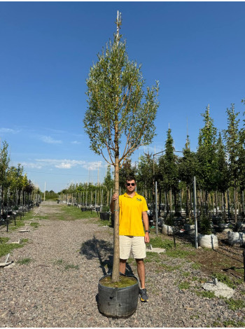 Купити або замовити Верба