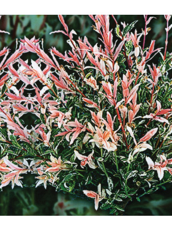 Купити або замовити Верба