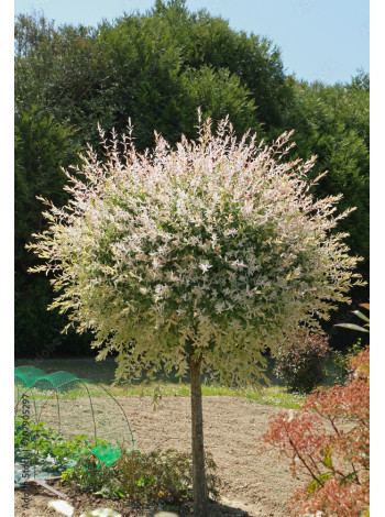 Купити або замовити Верба