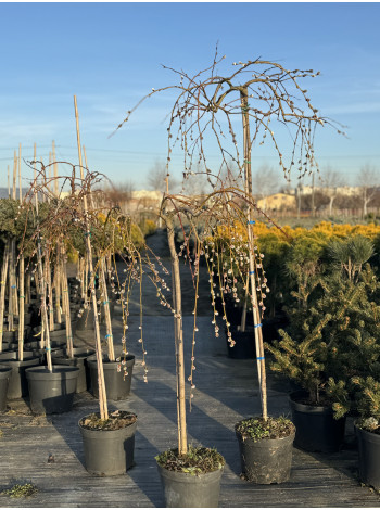 Купити або замовити Верба