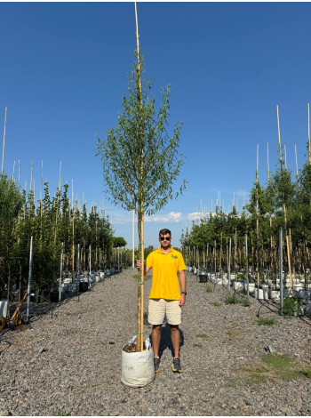 Купити або замовити Верба