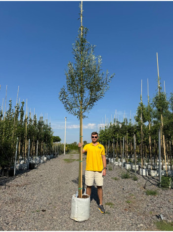 Купити або замовити Верба