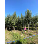 Горобина звичайна Едуліс (Sorbus Auquparia Edulis) 18-20 см, 400 см, С79