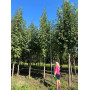 Горобина звичайна (Sorbus aucuparia) 20-25 см, 550 см, 2xvWRB