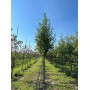 Горобина звичайна (Sorbus aucuparia) 20-25 см, 550 см, 2xvWRB