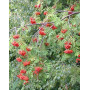 Горобина звичайна "Пендула" (Sorbus aucuparia "Pendula") 12-14 см, Ра 200 см, С38