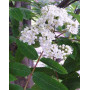 Горобина звичайна "Пендула" (Sorbus aucuparia "Pendula") 12-14 см, Ра 200 см, С38