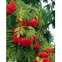 Горобина звичайна "Пендула" (Sorbus aucuparia "Pendula") 12-14 см, Ра 200 см, С38
