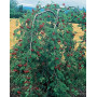 Горобина звичайна "Пендула" (Sorbus aucuparia "Pendula") 12-14 см, Ра 200 см, С38