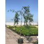 Горобина звичайна "Пендула" (Sorbus aucuparia "Pendula") 12-14 см, Ра 200 см, С38