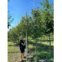 Горобина проміжна (Sorbus intermedia) 12-14 см, 350 см, 2xvWRB