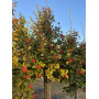 Горобина проміжна (Sorbus intermedia) 12-14 см, 350 см, 2xvWRB