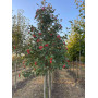 Горобина проміжна (Sorbus intermedia) 12-14 см, 350 см, 2xvWRB