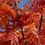 Горобина звичайна "Додонг" (Sorbus aucuparia "Dodong") 8-10 см, 350 см, С38
