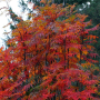 Горобина звичайна "Додонг" (Sorbus aucuparia "Dodong") 8-10 см, 350 см, С38