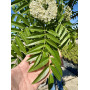 Горобина звичайна "Додонг" (Sorbus aucuparia "Dodong") 8-10 см, 350 см, С38