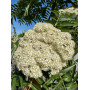 Горобина звичайна "Додонг" (Sorbus aucuparia "Dodong") 8-10 см, 350 см, С38