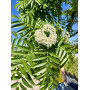 Горобина звичайна "Додонг" (Sorbus aucuparia "Dodong") 8-10 см, 350 см, С38