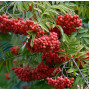 Горобина звичайна Едуліс (Sorbus Auquparia Edulis) 18-20 см, 400 см, С79