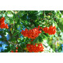 Горобина круглолиста 'Магніфіка' (Sorbus aria 'Magnifica')  12-14 см, 350 см, С79