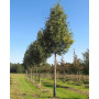 Горобина круглолиста 'Магніфіка' (Sorbus aria 'Magnifica')  12-14 см, 350 см, С79