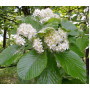 Горобина круглолиста 'Магніфіка' (Sorbus aria 'Magnifica')  12-14 см, 350 см, С79