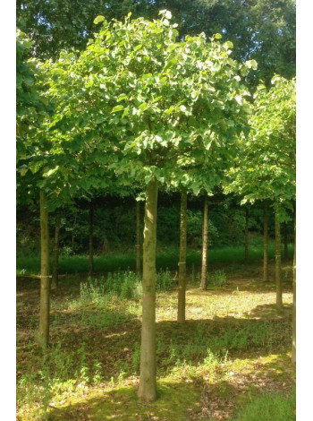 Купити або замовити Липа