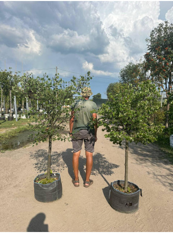 Купити або замовити Липа