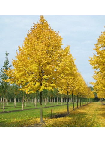 Купити або замовити Липа