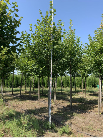 Купити або замовити Липа