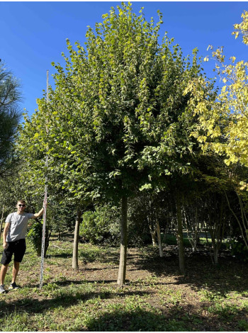  Ексклюзиви