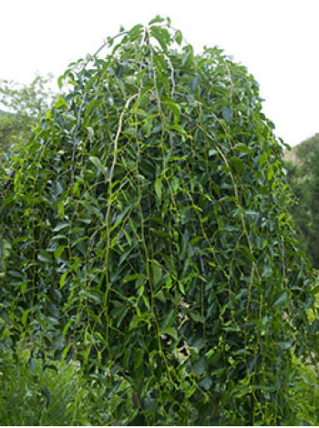 Купити або замовити В’яз