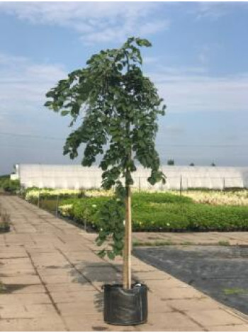 Купити або замовити В’яз