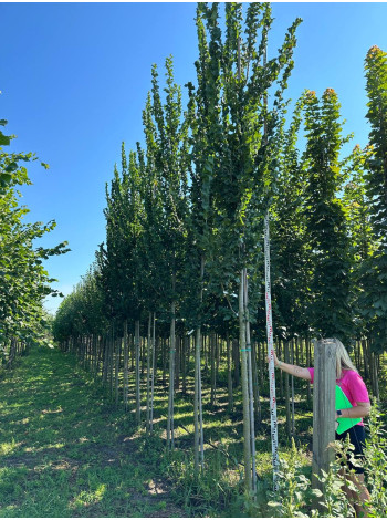 Купити або замовити В’яз