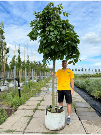 Купити або замовити В’яз