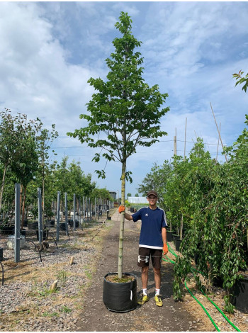 Купити або замовити В’яз