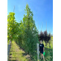 Тополь черный "Италика" (Populus nigra "Italica")