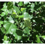 Тополь черный "Италика" (Populus nigra "Italica")