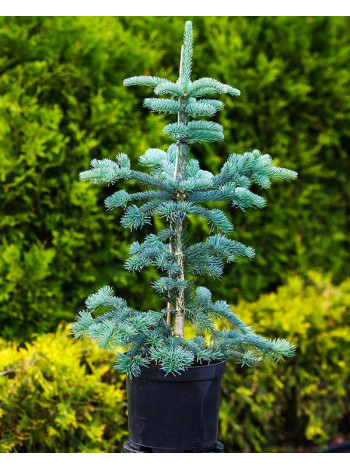 Купити або замовити Ялиці