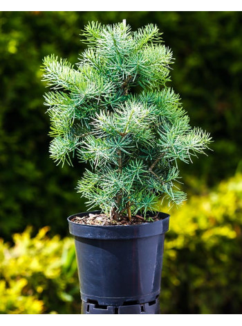 Купити або замовити Ялиці