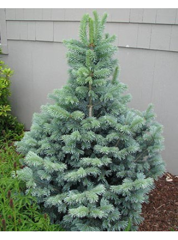 Купити або замовити Ялиці