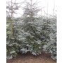 Ялиця високоросла Глаука (Abies procera Glauca) 200 см, WRB