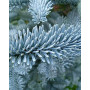 Ялиця високоросла Глаука (Abies procera Glauca) 200 см, WRB