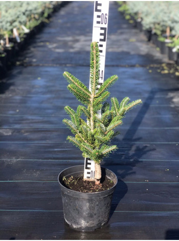 Купити або замовити Ялиці