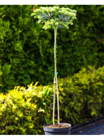 Купити або замовити Ялиці