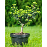 Ялиця бальзамічна Ківі (Abies balsamea Kiwi)  70 см, С10