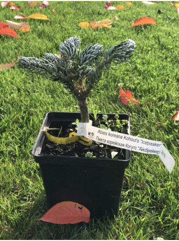 Купити або замовити Ялиці